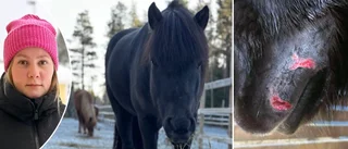 Elle, 24, söker hundägare efter attacken mot hästen Seifur