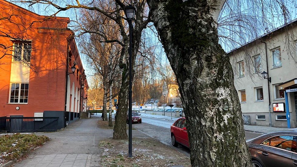 Björkarna längs Västra Ringgatan ska snart tas bort.