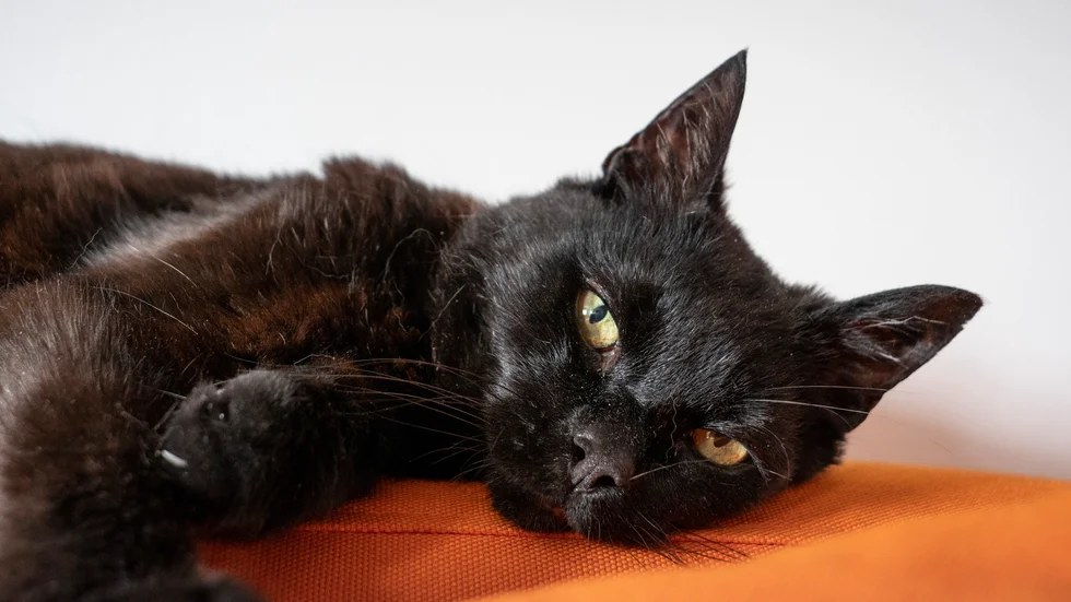 Katt är ett vanligt husdjur i Heby.
