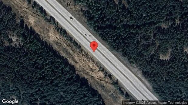Hjortar innanför viltstängslet på E18