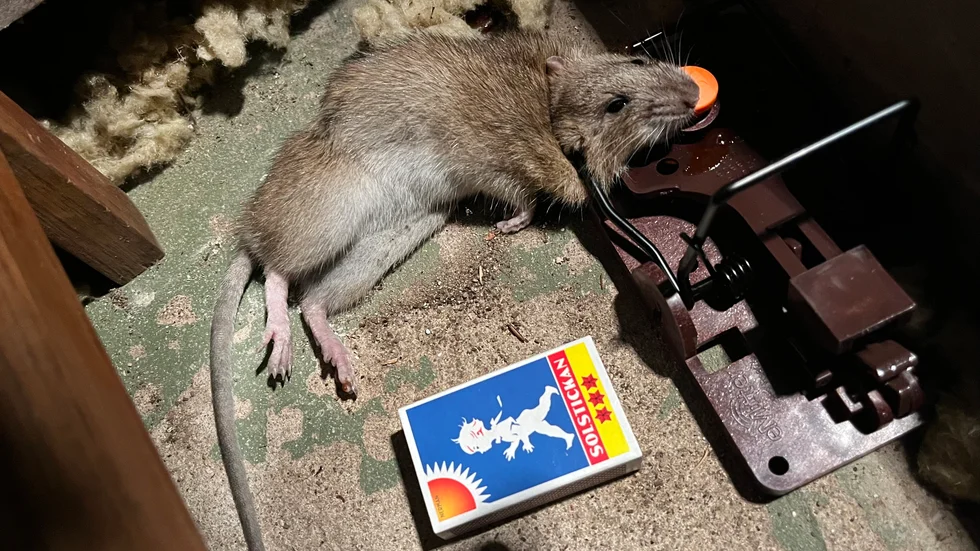 Den här råttan hade gnagt sig igenom en innervägg och ner i källaren i en Visbyvilla, där matkällaren lockade välfylld inför jul.