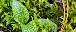 Naturskyddsföreningen: En önskelista – och ett nyårslöfte?