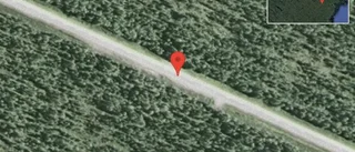 Renar på vägen på väg 373