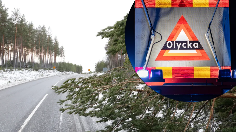 Genrebild. Nedfallna träd orsakar stora störningar i trafiken på flera håll på Gotland.