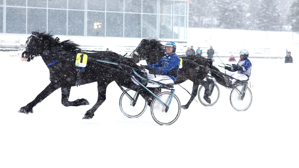 Mikael Lindqvist och M.P.Domino segrade före Labolina i årets första lopp på Skellefteåtravet.