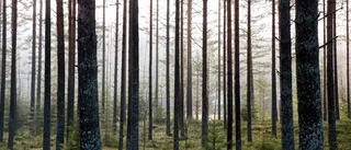 Joakim Broman: Dags att skydda skogen från staten