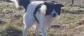 Gatuhunden Ozzy har fångats in