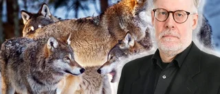 Vargflocken kommer inte, den är här