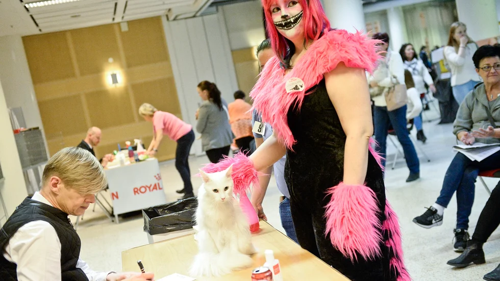Bedömning. Louise Nilsson från Boden som ställde ut sin katt Snow på helgens kattutställning. Här bedöms Snow som är en Maine Coon av domaren Michael Edström. Foto: Carina Kvist.