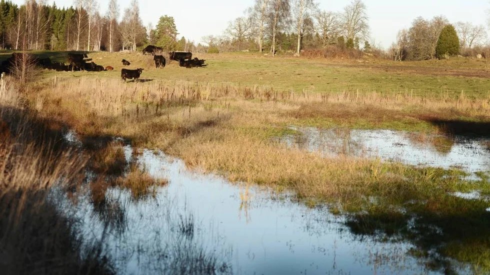 Blött. Så här såg det ut för några år sedan på Kenneth Torstenssons betesmarker. Och vattenkraftverket, som orsakat problemen finns fortfarande kvar trots vitesföreläggnade.