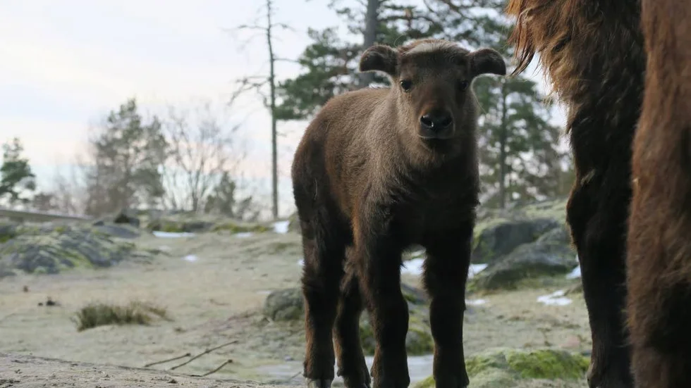 Charmtroll. Takinen Nanook fyller snart två månader men hänger redan med sin familj i hägnet.