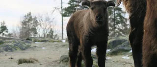 Lille Nanook trivs i hägnet