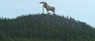 Varför ingen Stoorn?