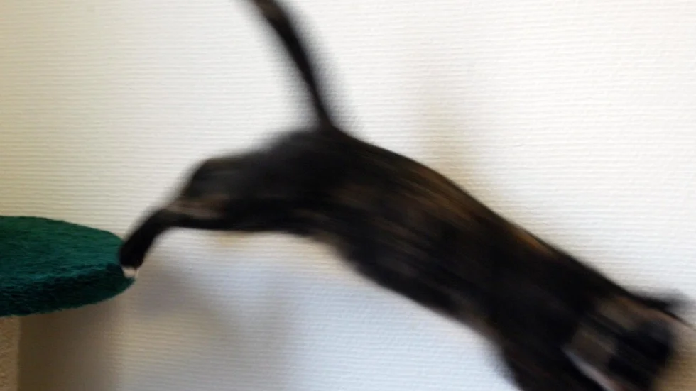 En hund i Skellefteå omhändertas omedelbart (arkivbild).