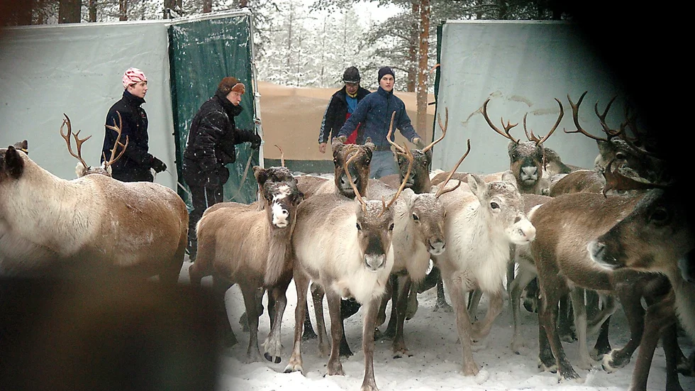 Flygövningar oroar vajor. Höga och plötsliga ljud kan vara skadliga för dräktiga vajor. Foto: Leif Andersson.