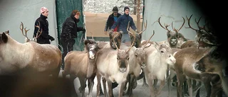 Flygning störande för vajor