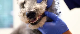 Veterinärbrist gör det svårt att få vårdtider i Eskilstuna – kliniker tvingas prioritera bort djur: "Vi hinner inte med alla"