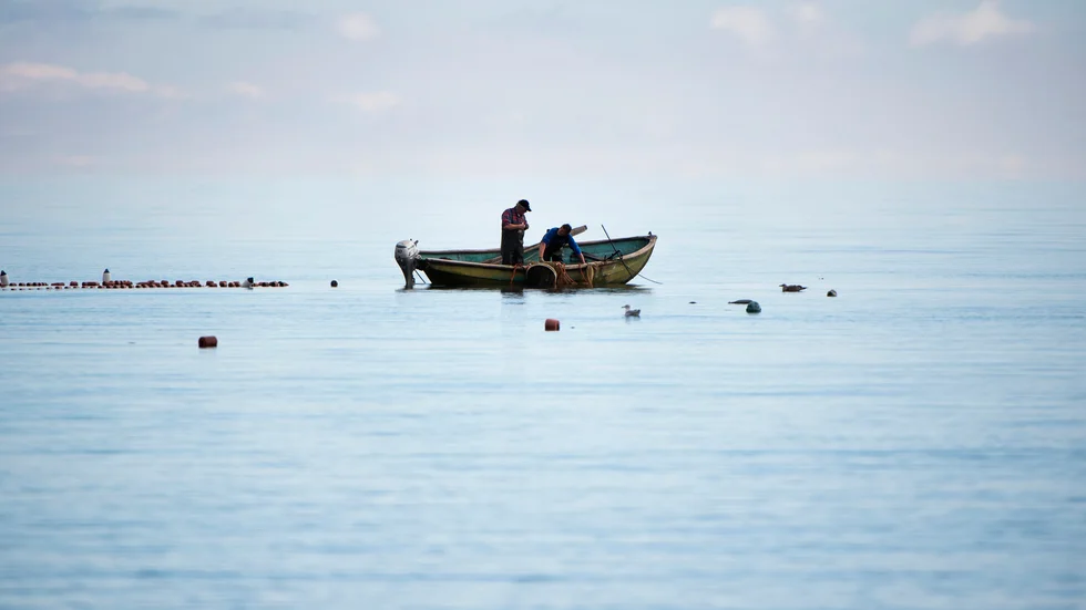 "Naturskyddsföreningen Gotland har i över tio års tid påtalat att fisketrycket på skarpsill och strömming i Östersjön bör begränsas, till fördel för ett småskaligt fiske som gynnar de lokala kustsamhällena". 