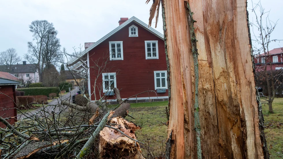 Ett antal träd blåste ner utmed kanalen under den senaste stormen. Det här var ytterst nära att nå en fastighet med adress Verkstadsvägen.