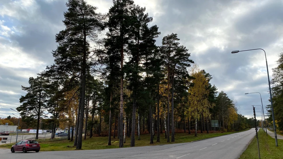 Det här skogsområdet vid 3M är en tänkbar plats för ett nytt industriområde i Västervik.