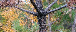 Många orsaker bakom ökade multiskador på ungskogen