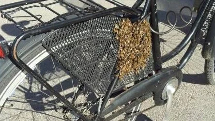 Bisvärmen tog plats på cykeln.