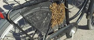 Kärlekskranka bin flyttade in
