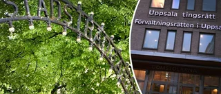 Man häktad för våldtäkt i Stadsträdgården