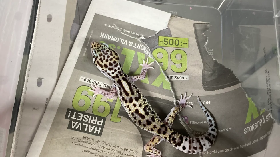 30 färgglada geckoödlor söker nya hem.