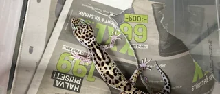 30 hemlösa geckoödlor betraktas som "avarter" – ratas av terrarier • söker nya ägare