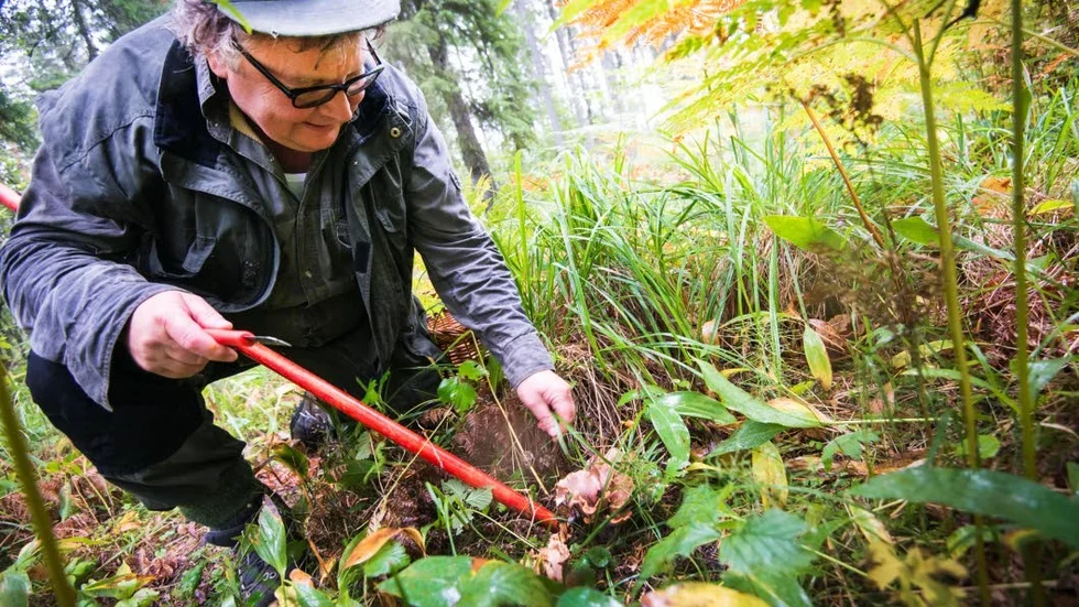 Sommarens torka gjorde att svampsäsongen försenades. Nu är svampkonsulenten Hans Lagenius ute i skogen flera gånger i veckan för att fylla på skafferiet med olika svampar.