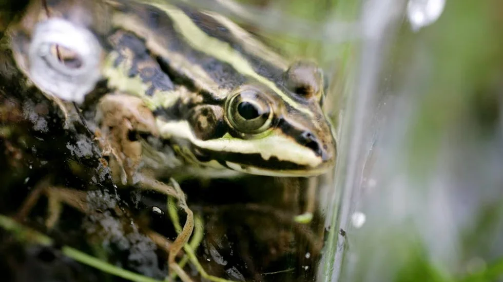 Uppemot 40 procent av gölgrodorna på Hållnäshalvön kan vara infekterade av parasitsvampen.