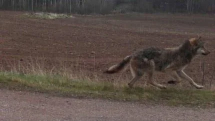 Varg. Bilden togs av en man på genomresa i Tuna. Han vill vara anonym.