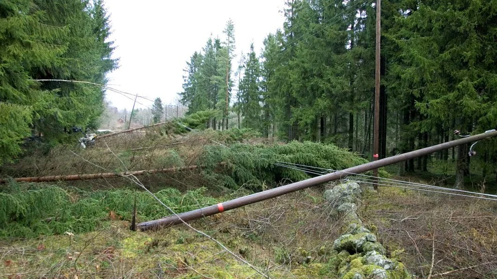 Efter stormen Gudrun 2005 skulle elkalbarna grävas ner. Hur gick det med det, undrar Erik Mattsson.