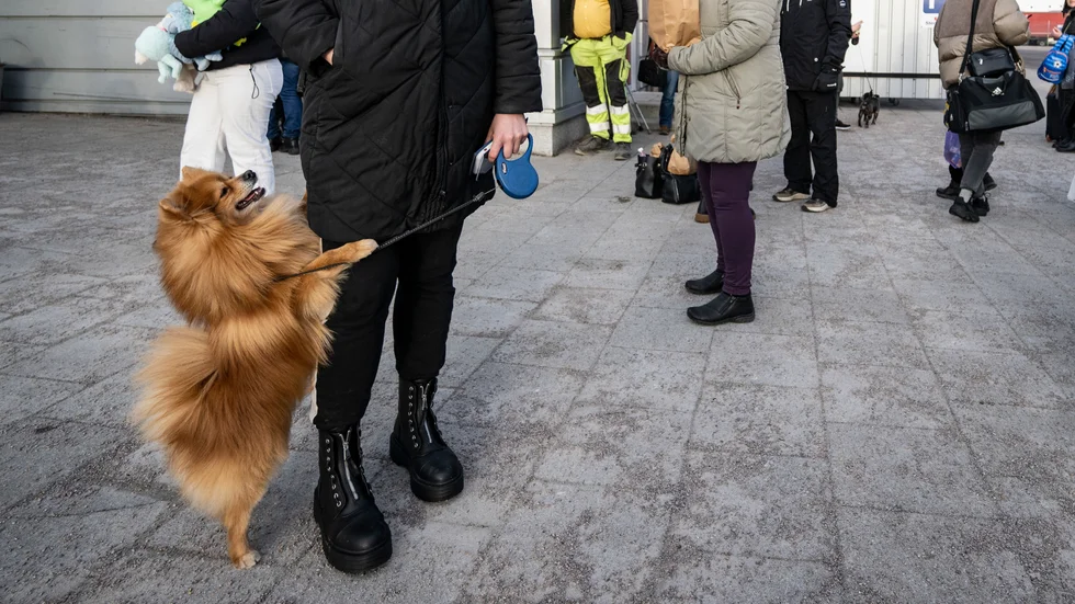 Sverige släpper in alla Ukrainaflyktingars egna hundar. Men av smittskyddsskäl kan de behöva isoleras under fyra månader till en kostnad av 61|000 kronor per hund.Arkivfoto.