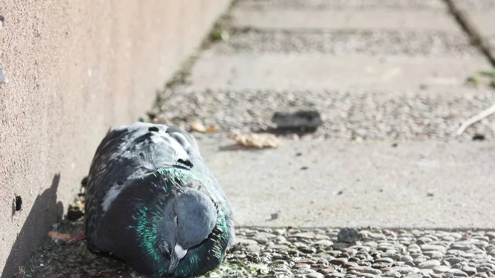 Det är relativt vanligt att vilda fåglar drabbas av både pest och influensa på hösten.