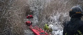 Hund räddades ur isvak