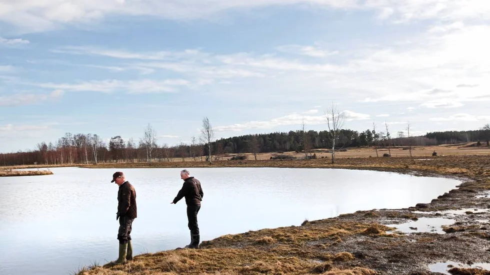 Våtmarker kan anläggas för att minska näringsläckaget, här vid Torsvi gård söder om Enköping.