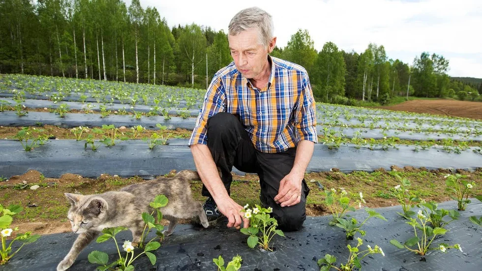 Jordgubbarna har ännu inte börjat blomma hos Holger Henriksson på gården i Rödupp. "Det blir först i juli", säger han.