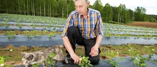 "Inga jordgubbar till midsommar"