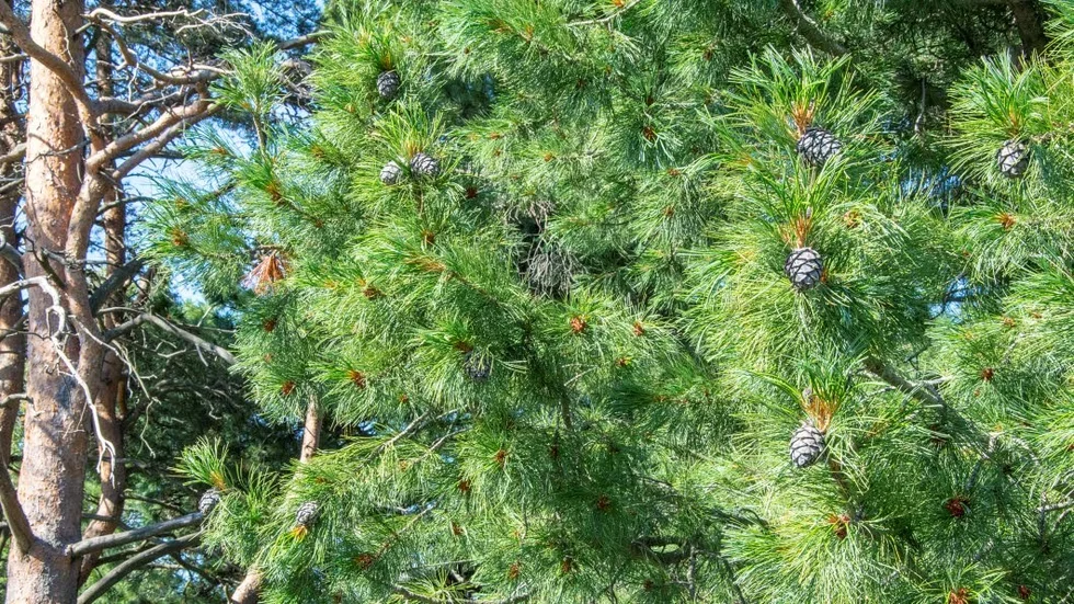 Cembratallarna är vanliga i järnvägsparker. I de stora kottarna finns det pinje-liknande nötter. "De är ganska goda" berättar skogsbiologen Börje Drakenberg.