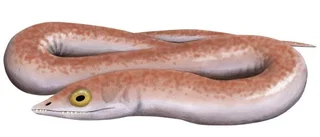 Skallröntgen ändrar stamträd