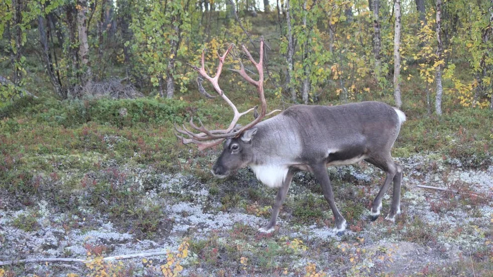 De hål som finns i viltstängslet efter järnvägen mellan Långträsk och Koler ska åtgärdas innan vintern, då situationen med renarna enligt Thurfjell Emilsson är som värst den årstiden. (Arkivbild)