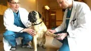 Bullmastiffen Olga ger veterinär Dan Grill en puss. Hans kollega Henrik von Euler kollade Olgas lymfkörtlar, vikt, hjärta och lungor.