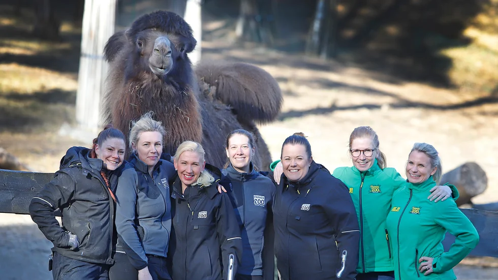 Parken Zoo vänder till vinst och medarbetarna jublar. Kamelen Svante gläds tillsammans med Sandra Holmgren, Mia Lejdare, Sofia Larsson, Jenny Gustafsson, Maria Montelius, Matilda Frisk, och Carola Holm.