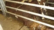 Ett djur avled förra veckan vid Swedish Meats slakteri i Uppsala i väntan på slakten. Enligt den anmälande besiktningsveterinären trampades djuret ihjäl.