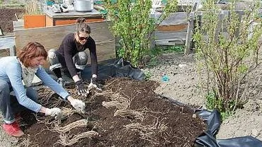 Lina Börjesson och Charlotta Råsmark sätter sparris som de beställt på postorder från Skåne.
