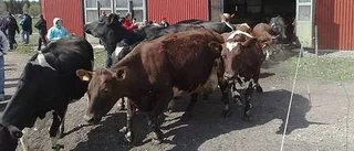 Korna släpptes ut i det fria