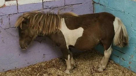 Lillen och Goliat (på bilden) fick natten till tisdagen sina svansar stympade. Polisen rubricerar händelsen som djurplågeri.