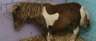 Minihästar utsatta för djurplågeri